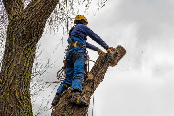 Professional Tree Removal in Milledgeville, IL